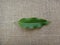 Leaf of champak tree on jute background - Adaxial face