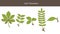 Leaf Character. Set Of Different Type Leaves. Biology Style. Vector Illustrations.