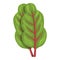 Leaf chard icon cartoon vector. Green plant