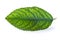 Leaf with Chlorosis