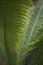 Leaf close up of Dioon spinulosum plant