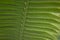 Leaf close up of Dioon spinulosum plant