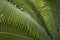 Leaf close up of Dioon spinulosum plant