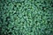 Leaf clover backgrounds ,walpapper