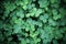 Leaf clover backgrounds ,walpapper