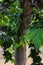 Leaf cluster on end of twig from a sycamore tree in spring