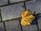 Leaf on cobble stones