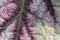 Leaf Coloration of a Begonia Hybrid