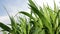 Leaf corn close-up in farmland, maize plant, corn plantation, corn farm