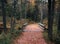 Leaf Covered Bridge