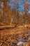 Leaf covered creek