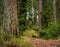 Leaf Covered Forest Path Southern Finland