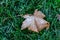 Leaf covered in frost