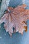 Leaf covered hoarfrost