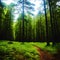 Leaf covered path in a forest of tall pine trees