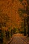 Leaf Covered Trail Through An Autumn Forest