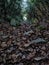 Leaf Covered Trail Through Forest