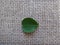 Leaf of crape-myrtle on jute background - Adaxial face