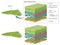 Leaf cross section