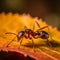 Leaf-cutter ant, Acromyrmex octospinosus