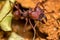 Leaf cutter ant, scientific name Atta ssp aka Sauva ant  -  macro photography of a Leafcutter ant in the anthill, macro photograph