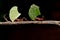 Leaf cutter ants, carrying leaf, black background.