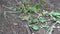 leaf cutter ants crawling on the ground in rainforest