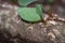 Leaf cutter ants in the rainforest floor