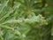 Leaf-cutter ants on a Schefflera plant