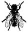 Leaf Cutter Bee, vintage illustration