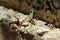 Leaf Cutting ants collect stock, leaf fragments for mushroom growing in Central American jungle. Panama