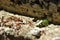 Leaf Cutting ants collect stock, leaf fragments for mushroom growing in Central American jungle. Panama