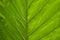 Leaf details of a tropical plant