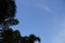 Leaf dusk blue sky and white clouds, airy,  bright, beautiful nature, background.