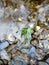 Leaf emerging by water