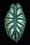 Leaf of exotic `Alocasia Baginda Cuprea Dragon Scale` house plant with bright green color and unique scale pattern isolated o