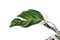 Leaf of exotic \\\'Calathea White Fusion\\\' Prayer Plant houseplant