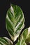 Leaf of exotic `Calathea White Fusion` Prayer Plant houseplant on black background