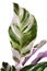 Leaf of exotic `Calathea White Fusion` Prayer Plant houseplant on white background