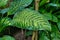 Leaf of exotic \\\'Dieffenbachia Seguine Tropic Snow\\\' houseplant