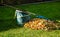 Leaf fall and removal in autumn, rake leaves on a meadow with rakes in the garden