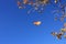 Leaf falling from tree in autumn with moon in daytime sky.