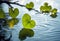 Leaf falls gracefully, delicately touching the water\\\'s surface and creating a heart-shaped reflection