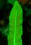 Leaf of fern Asplenium scolopendrium