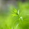 Leaf of flax plant