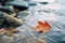 a leaf floating in a stream of water