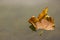 Leaf Floating on Water