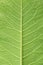 Leaf of fluffy cover texture, plant elecampane, inula helenium,