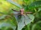 leaf footed bug (Acanthocephala terminalis) close up photo