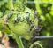 Leaf-footed Bugs Feeding on Tomato in the Garden